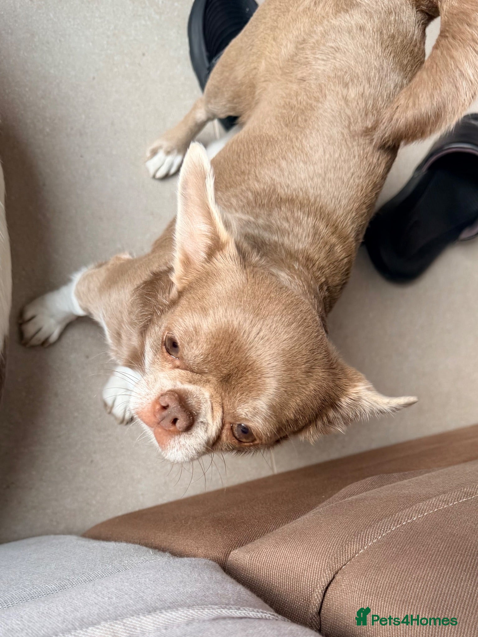 Chihuahua dogs Kc registered female adult  - Advert 13