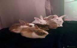 Mixed Breed rabbits for sale: Female & Male baby rabbits for sale  - Image 1