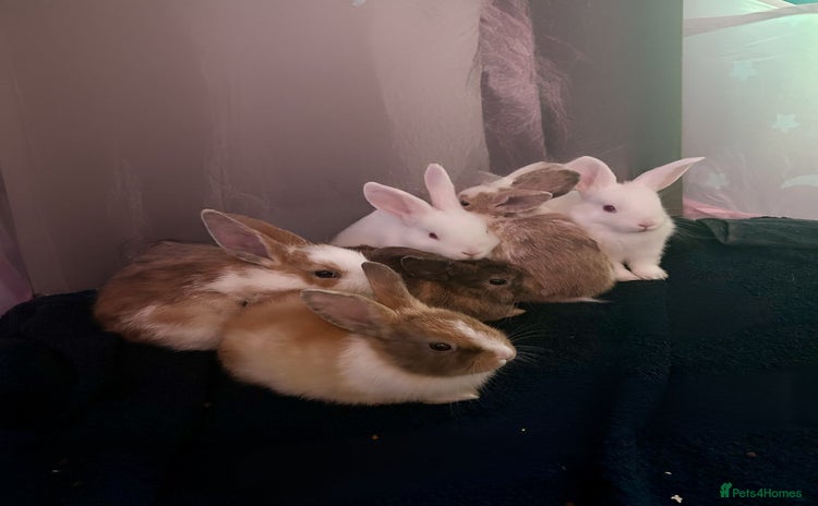Mixed Breed rabbits - Advert 2