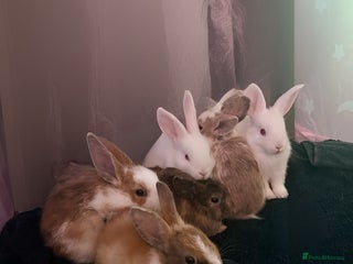 Mixed Breed rabbits - Advert 9