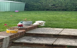 Maltese dogs for sale: Puppy - Image 2
