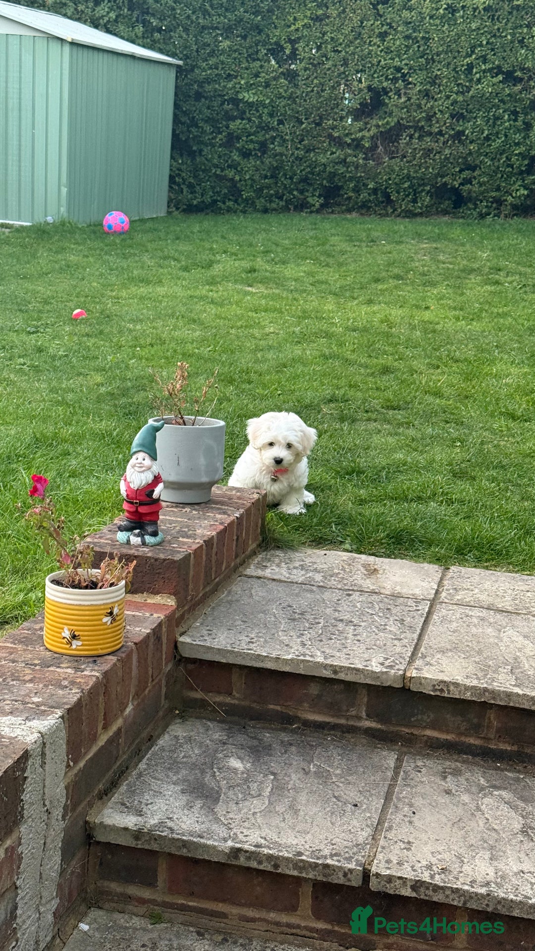 Maltese dogs for sale: Puppy - Image 2