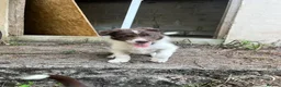 Border Collie dogs for sale: ISDS/KC Border Collie puppies for sale  - Advert 16