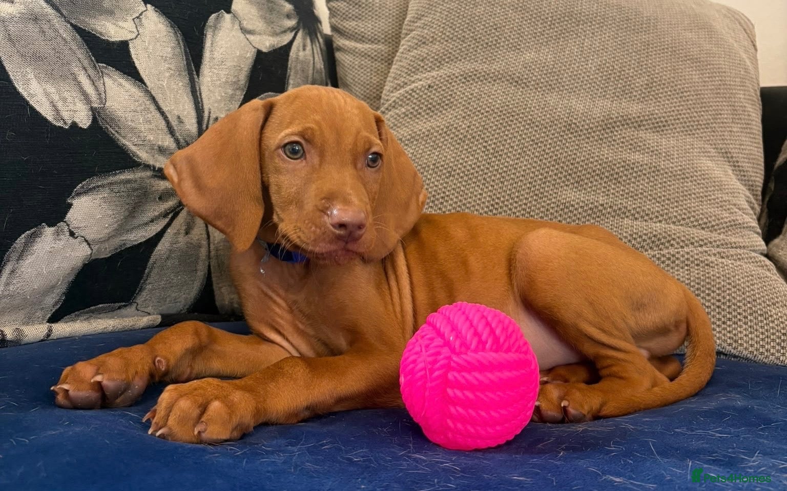 Hungarian Vizsla dogs 1 x KC registered Hungarian vizsla puppy  - Advert 1
