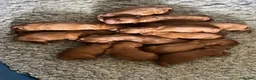 Irish Setter dogs for sale: Quality IRISH SETTER Puppies - Advert 33