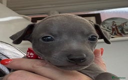 Italian Greyhound dogs for sale: Beautiful Italian Greyhound puppies - Image 6
