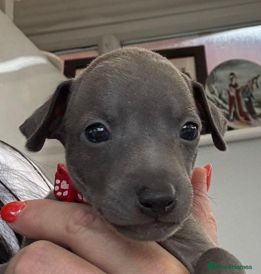 Italian Greyhound dogs for sale: Beautiful Italian Greyhound puppies - Image 6
