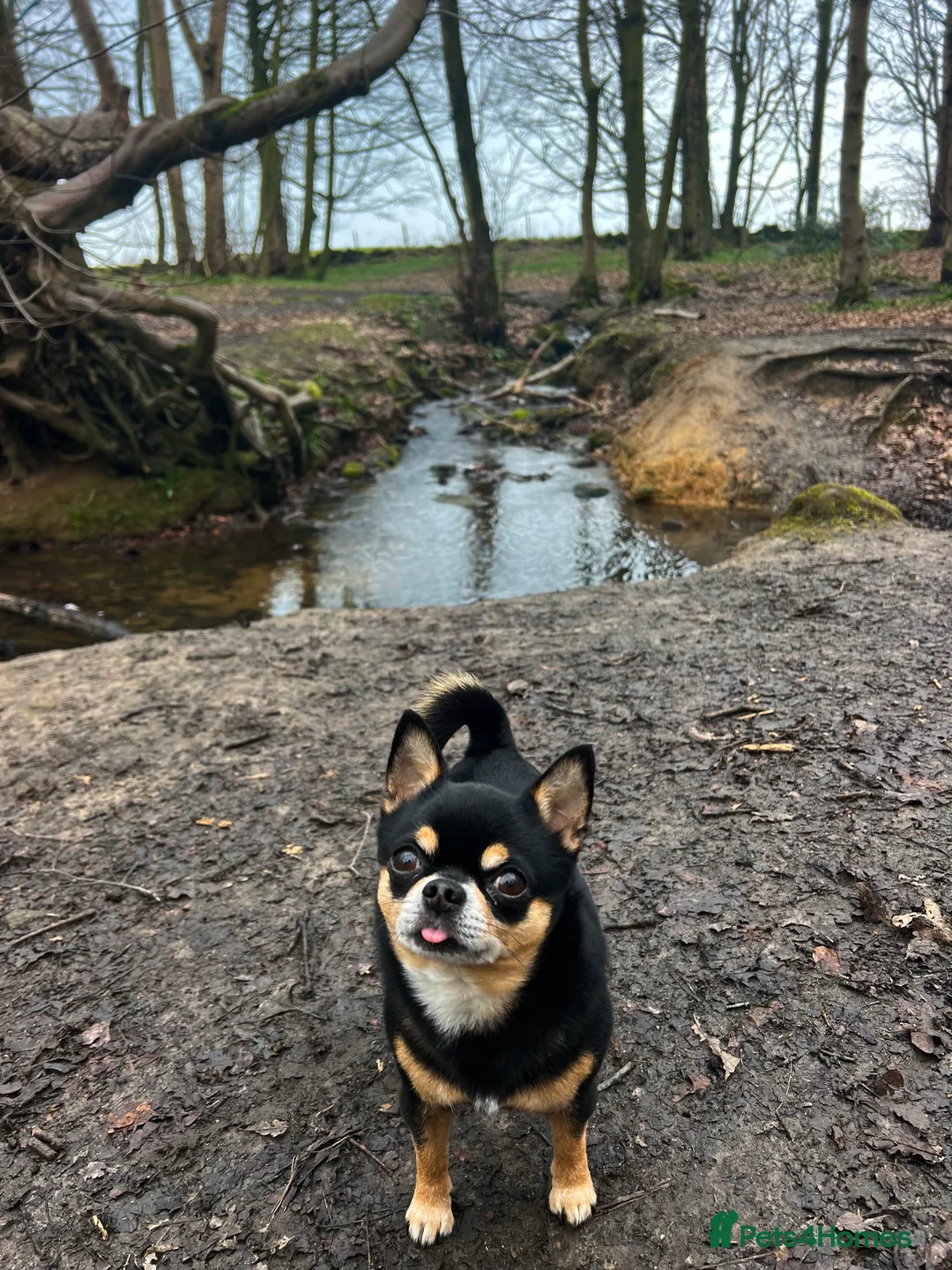 Chihuahua dogs for stud: Tri colour chi - Proven stud in Middlesbrough - Advert 4