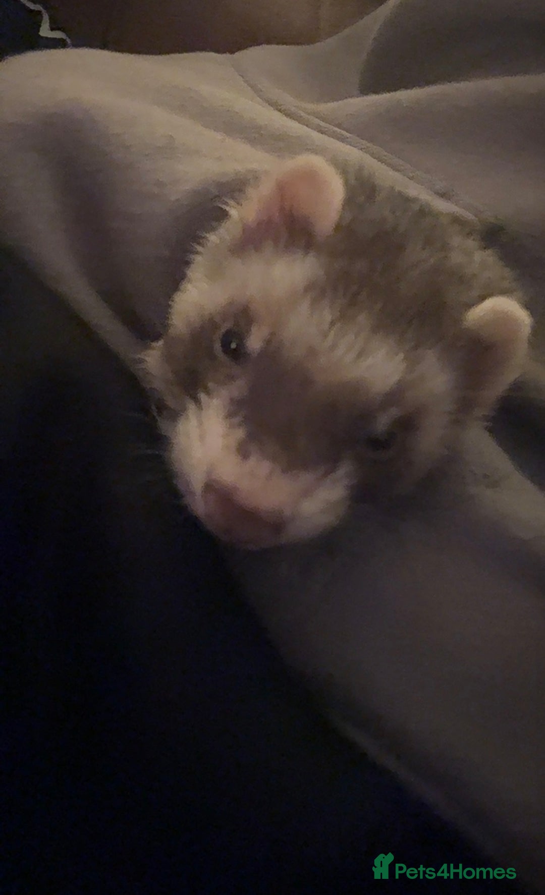 Ferret rodents for sale: bonded ferrets   - Advert 13