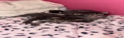 Domestic Shorthair cats for sale: Four beautiful healthy happy kittens  - Advert 16