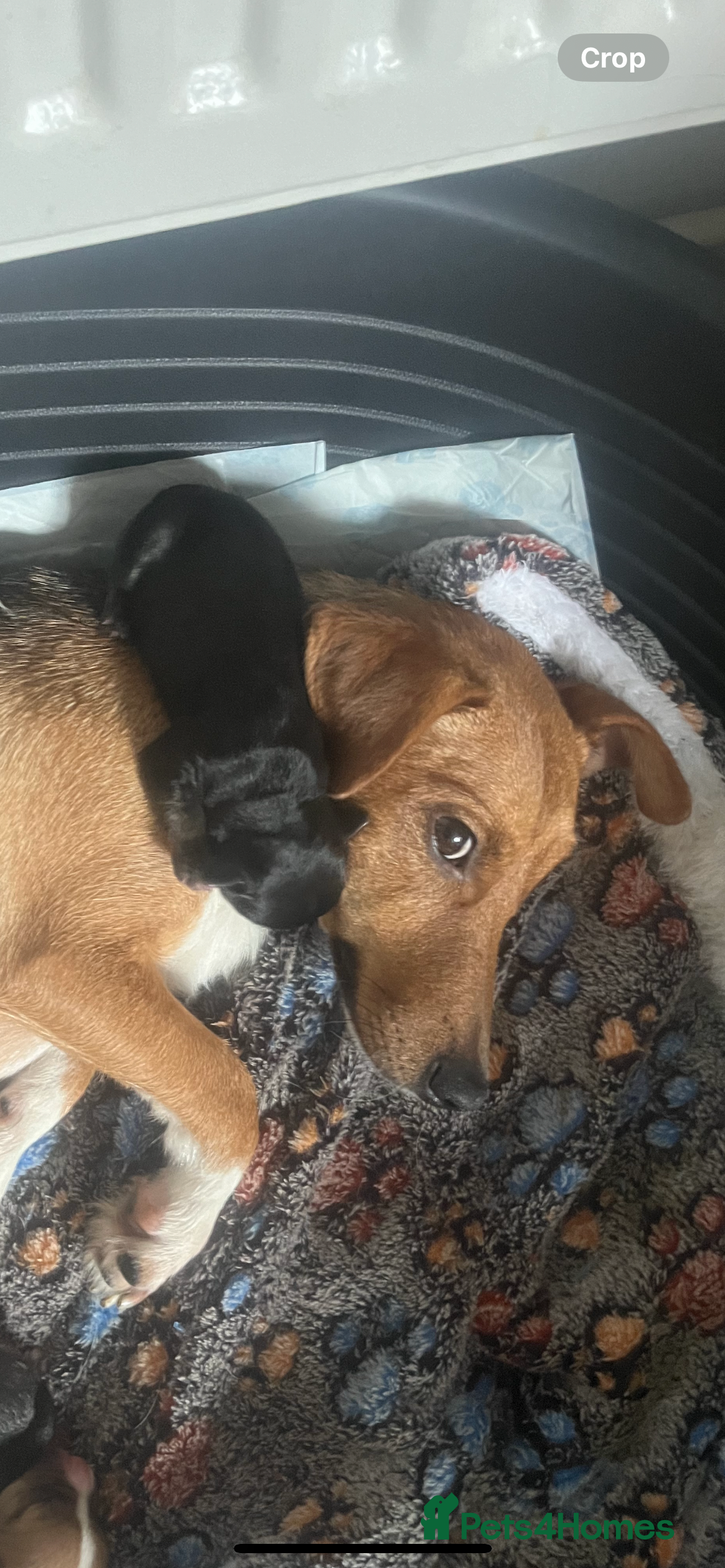 Jack Russell dogs Stunning female jack Russell  - Advert 6