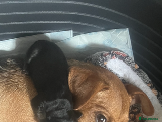 Jack Russell dogs Stunning female jack Russell - Advert 2