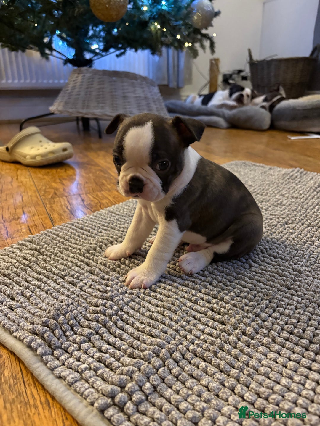 Boston Terrier dogs for sale: Boston Terrier Puppies. Ready in 2 weeks.  - Advert 7