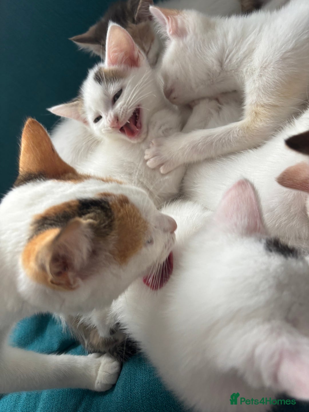 Mixed Breed cats for sale: 5 Adorable Fluffy White Playful Kittens  - Image 24