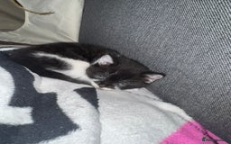 Mixed Breed cats for sale: Tabby kittens  - Image 4