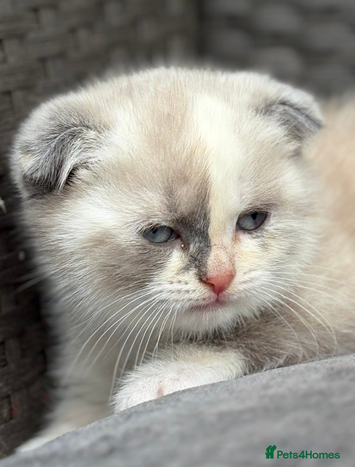 Scottish Fold cats Scottish fold kittens  - Advert 2