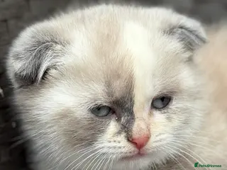 Scottish Fold cats Scottish fold kittens - Advert 4