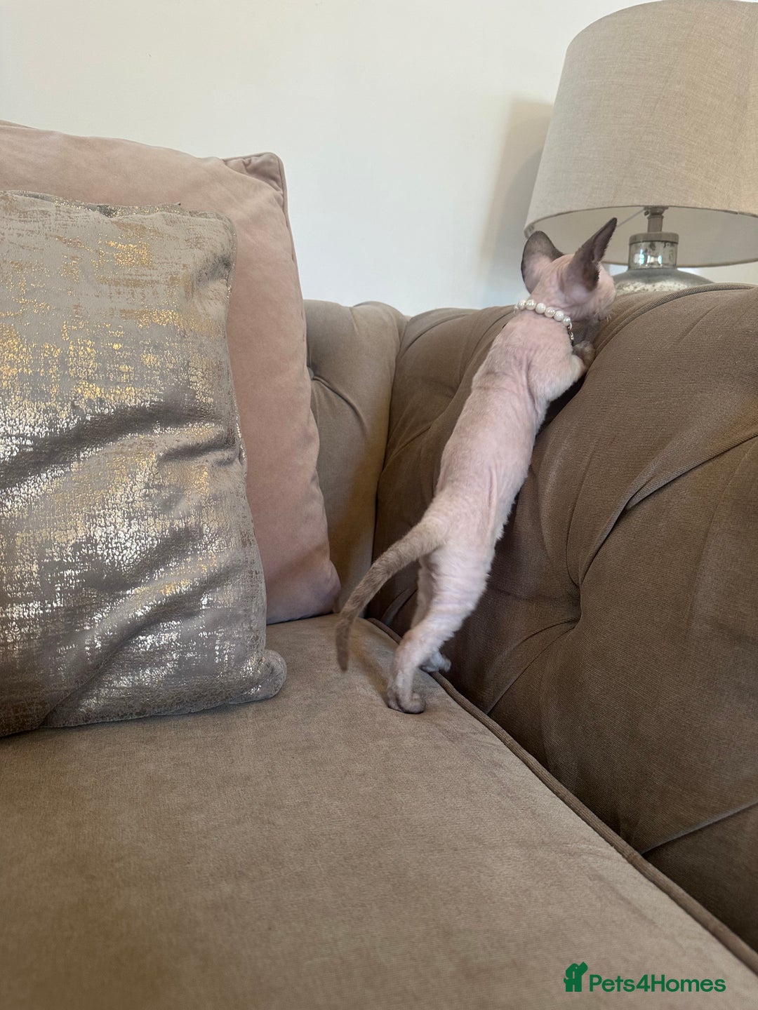 Devon Rex cats for sale: Two Adorable Devon Rex Kittens 💙🩷 - Image 4