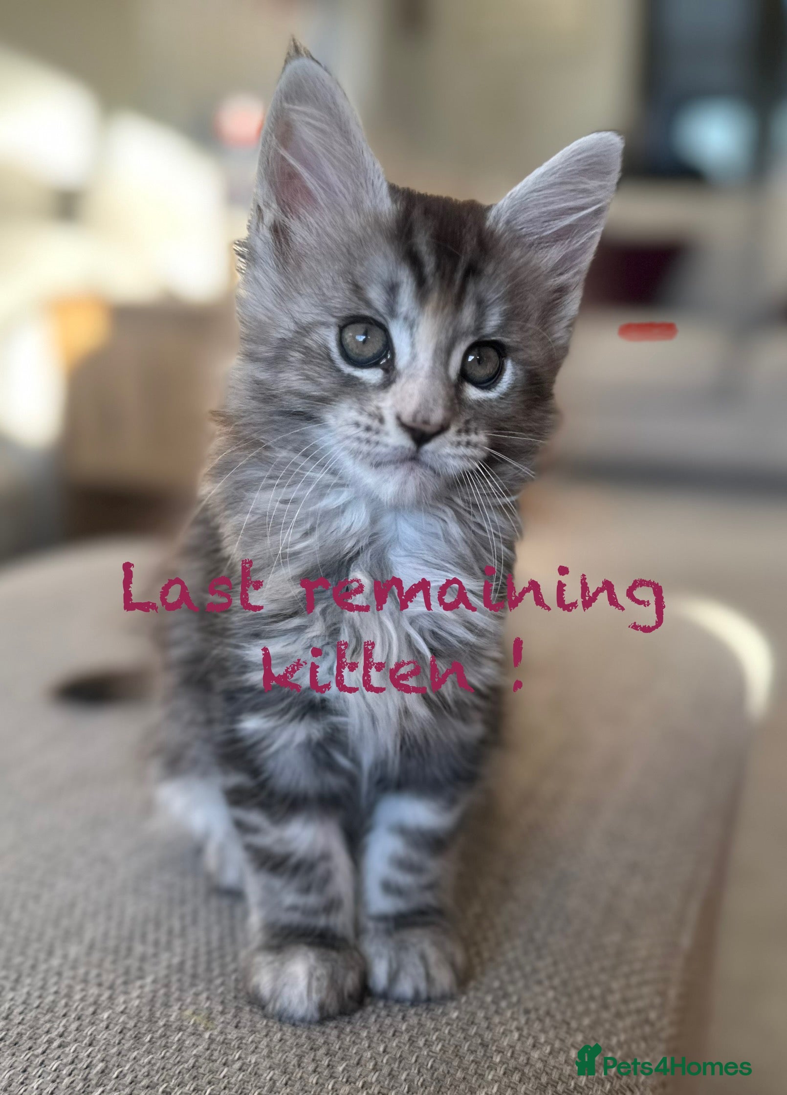 Maine Coon cats A litter of 7 Beautiful Maine coon kittens - Advert 5