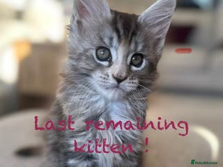 Maine Coon cats A litter of 7 Beautiful Maine coon kittens - Advert 2