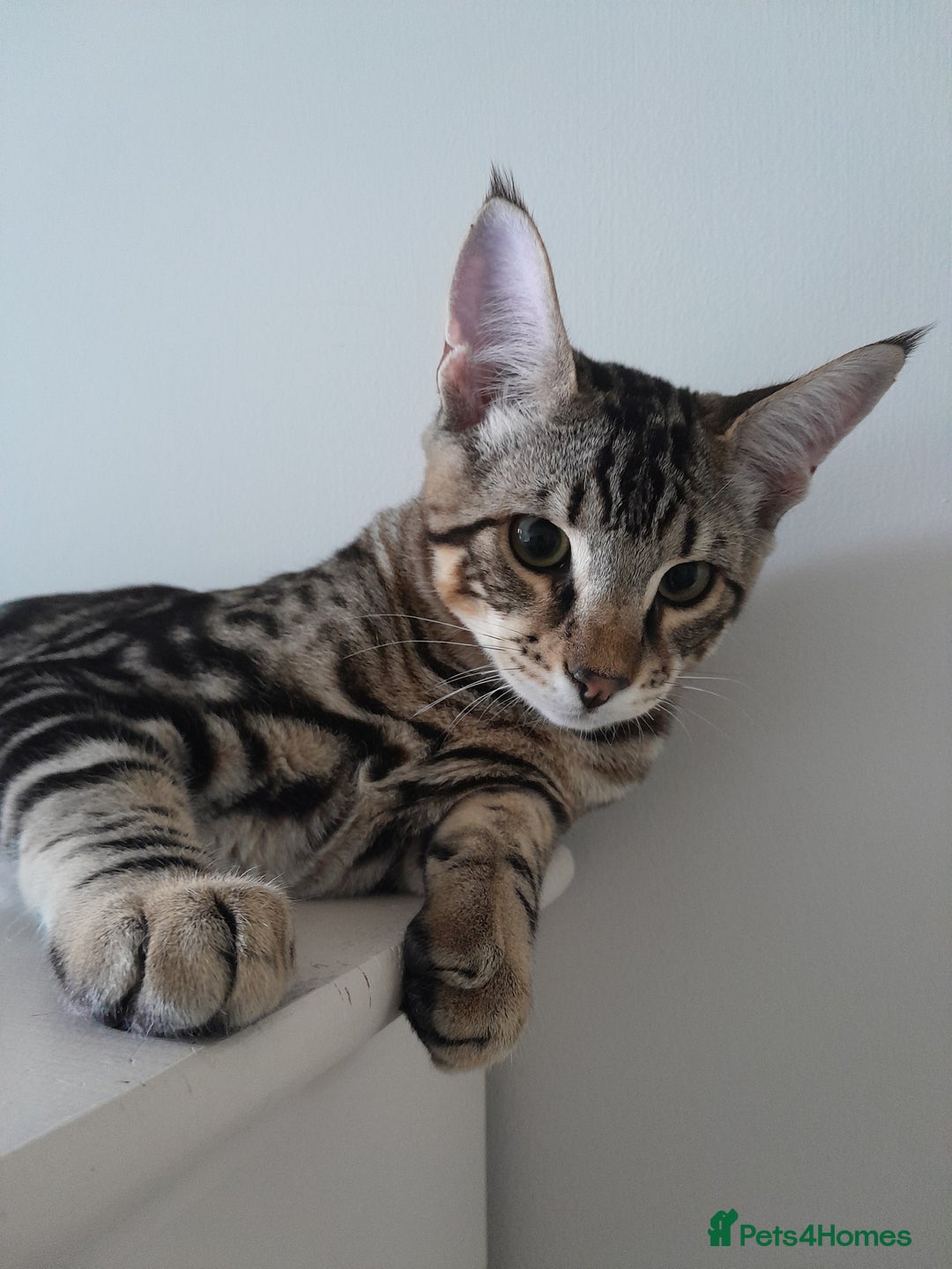 Savannah cats for sale: Full Pedigree TICA Reg Marbled Savannah Boy Kitten - Image 17