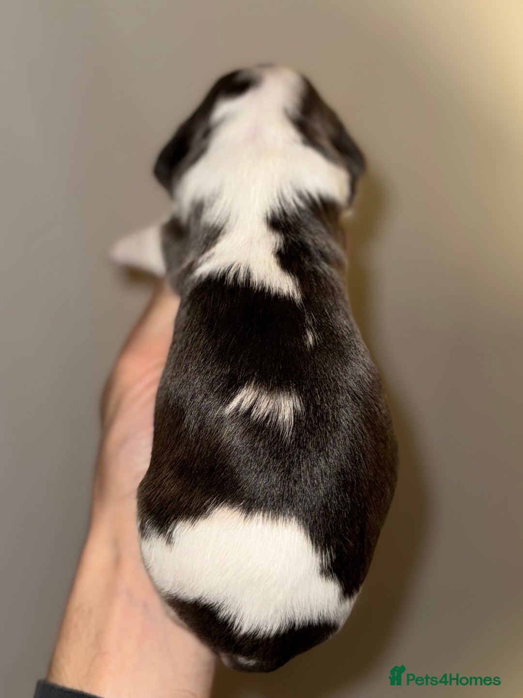 Cocker Spaniel dogs for sale: True to type Show Cocker Spaniels - KC reg parents - Advert 5