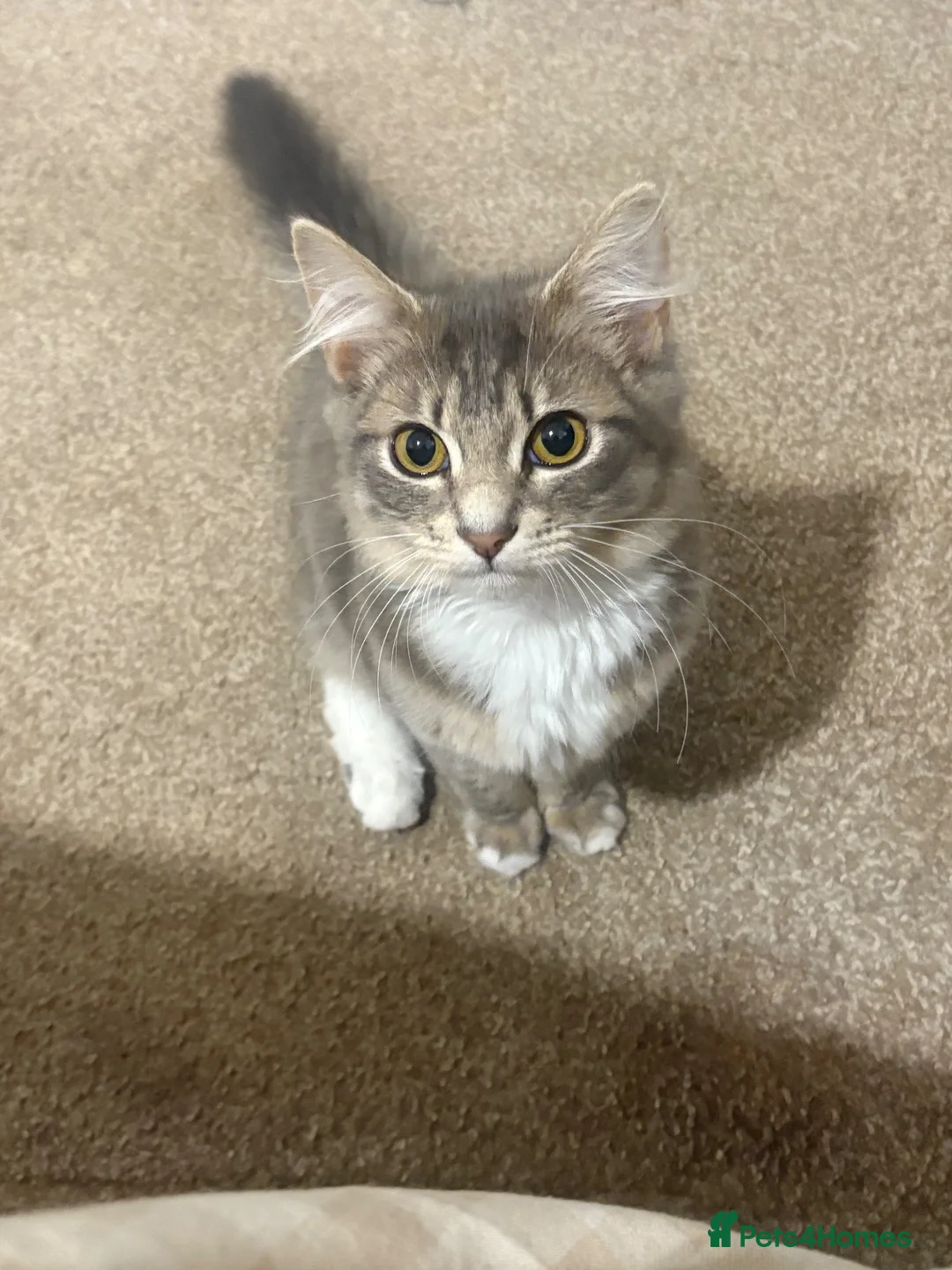Mixed Breed cats for sale: Mainecoon x tabby  - Advert 1