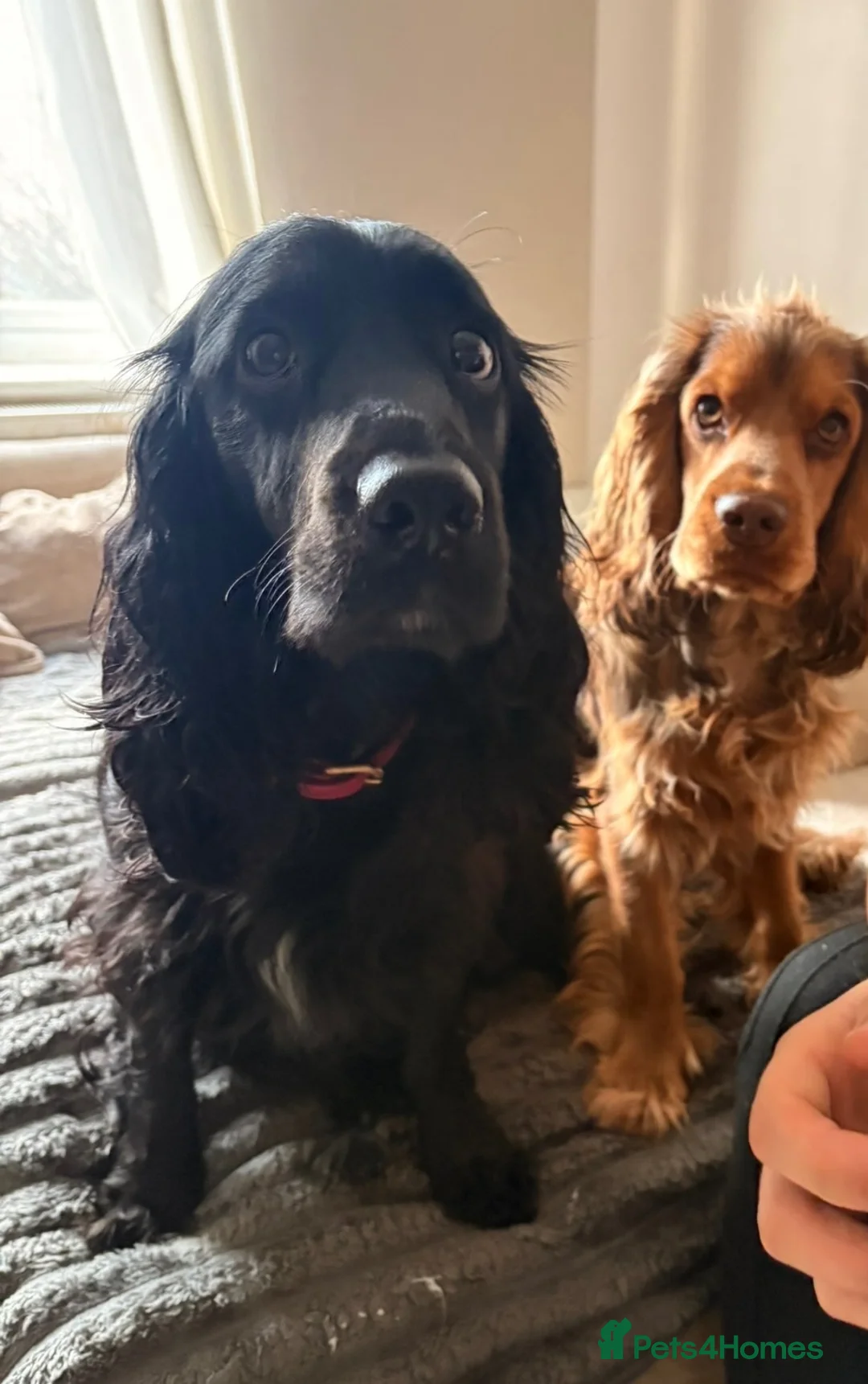 Cocker Spaniel dogs for sale: 2 gorgeous female cocker spaniel puppies 💖🐾😍 - Advert 1