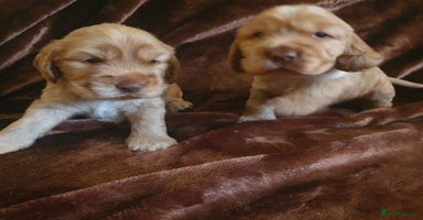Cocker Spaniel dogs - Advert 4