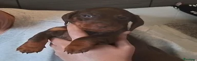 Miniature Dachshund 3