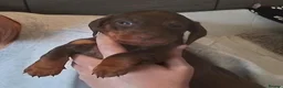Miniature Dachshund dogs for sale: Miniature Dachshund puppies  in Trimdon Station - Advert 7