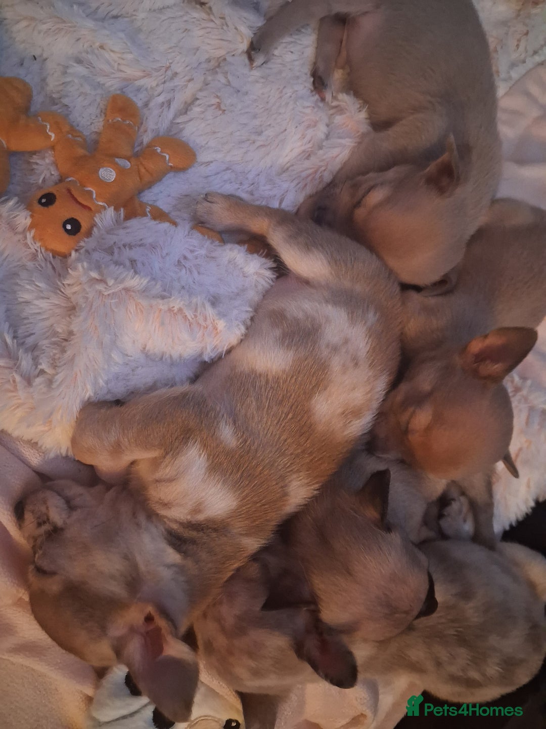 Chihuahua dogs for sale: Stunning merle - Advert 5