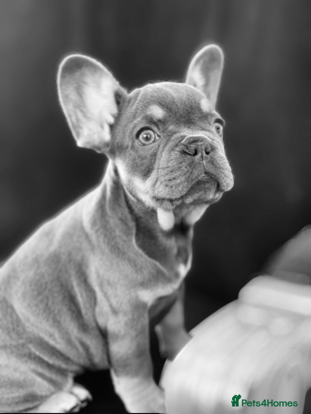 French Bulldog dogs for sale: Loving French Bulldog Seeking, Experienced Home - Advert 5