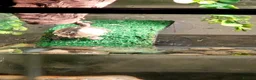 Turtle reptiles for sale: Mississipi Map Turtle-Full Set-Up in Gravesend - Advert 2