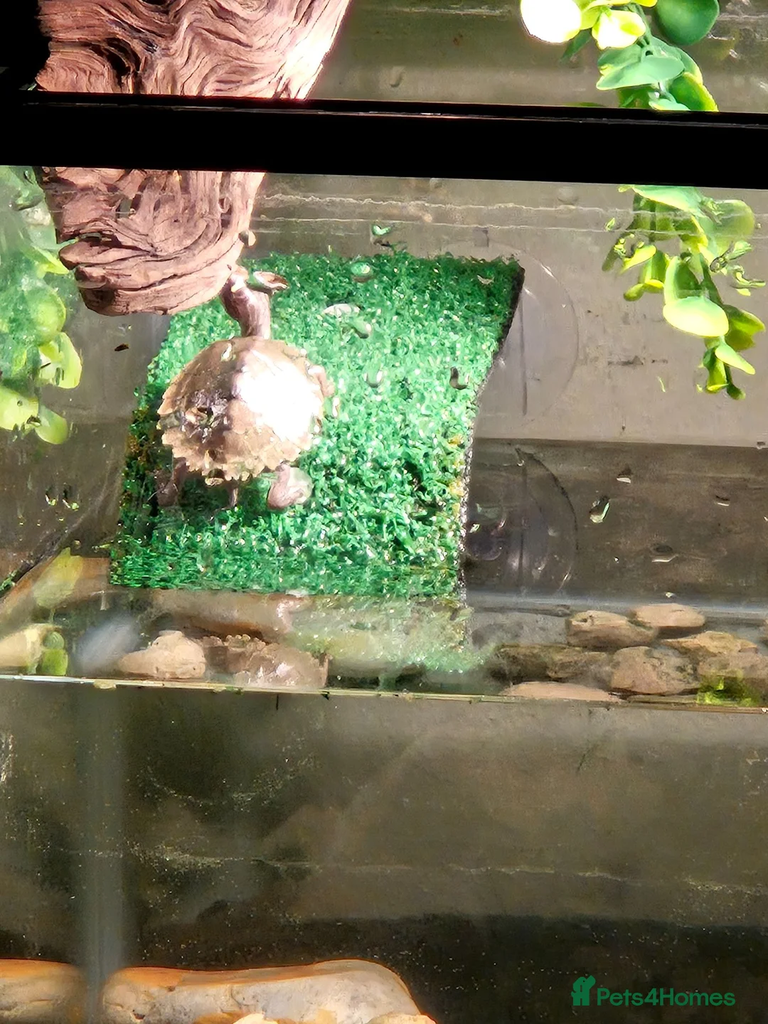 Turtle reptiles for sale: Mississipi Map Turtle-Full Set-Up in Gravesend - Advert 2