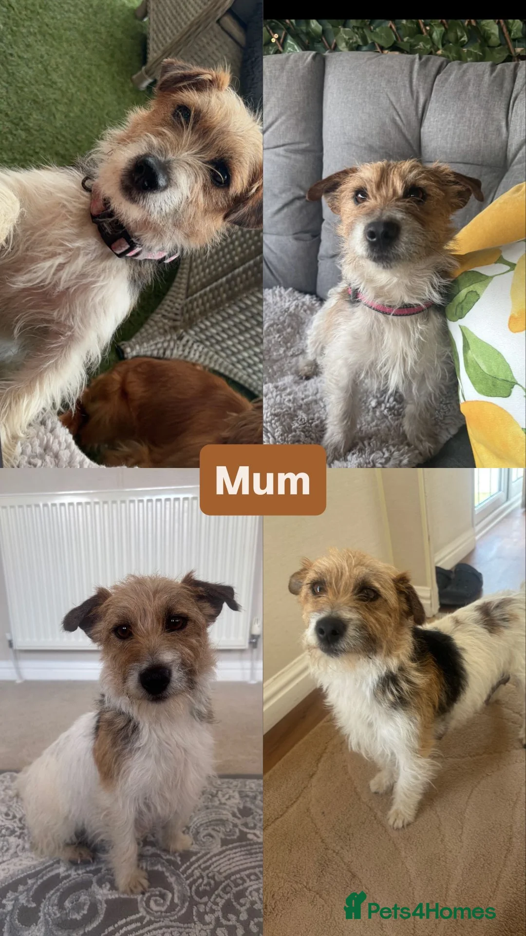 Jack Russell dogs for sale: Beautiful Jack Russells  in Sandbach - Advert 37
