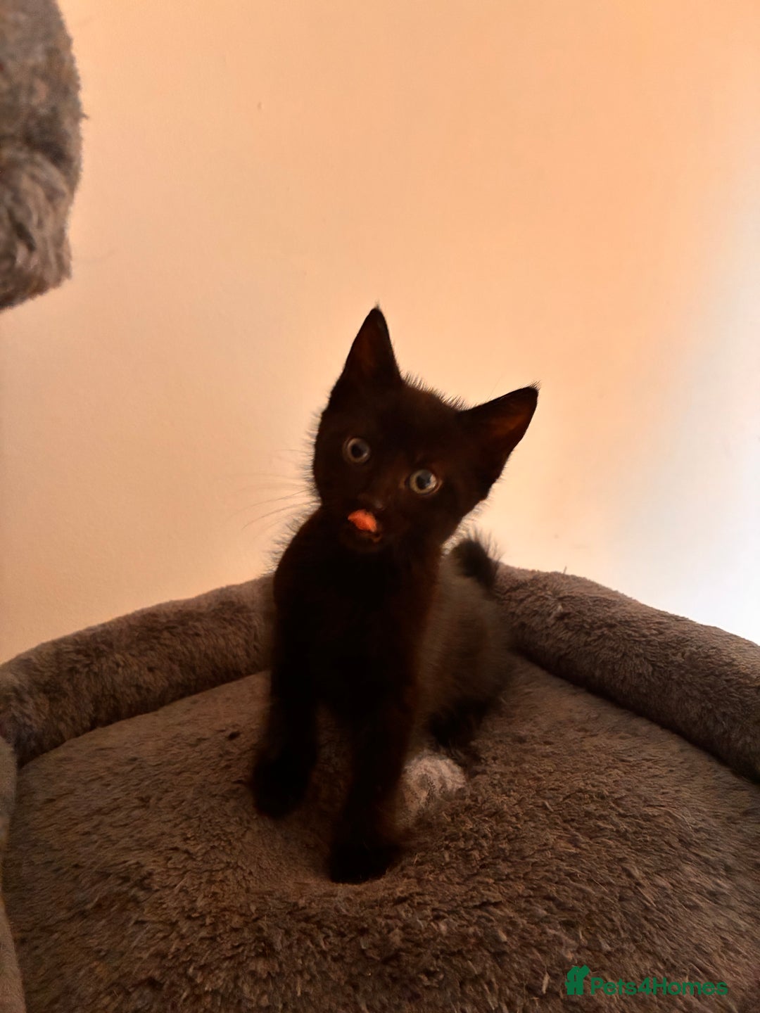Mixed Breed cats for sale: Beautiful and super playful kittens  - Image 35