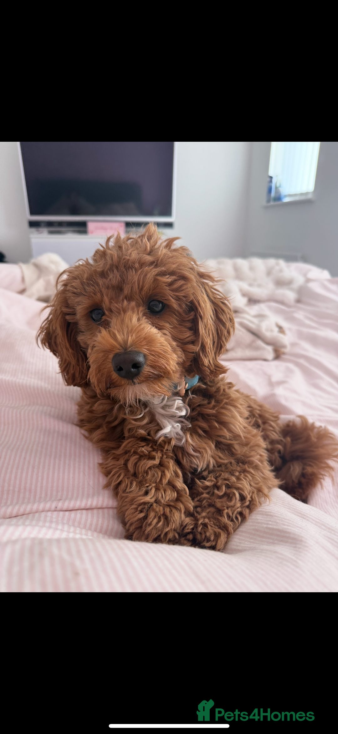 Maltipoo dogs for stud: Toy Red Maltipoo For Stud - Image 3