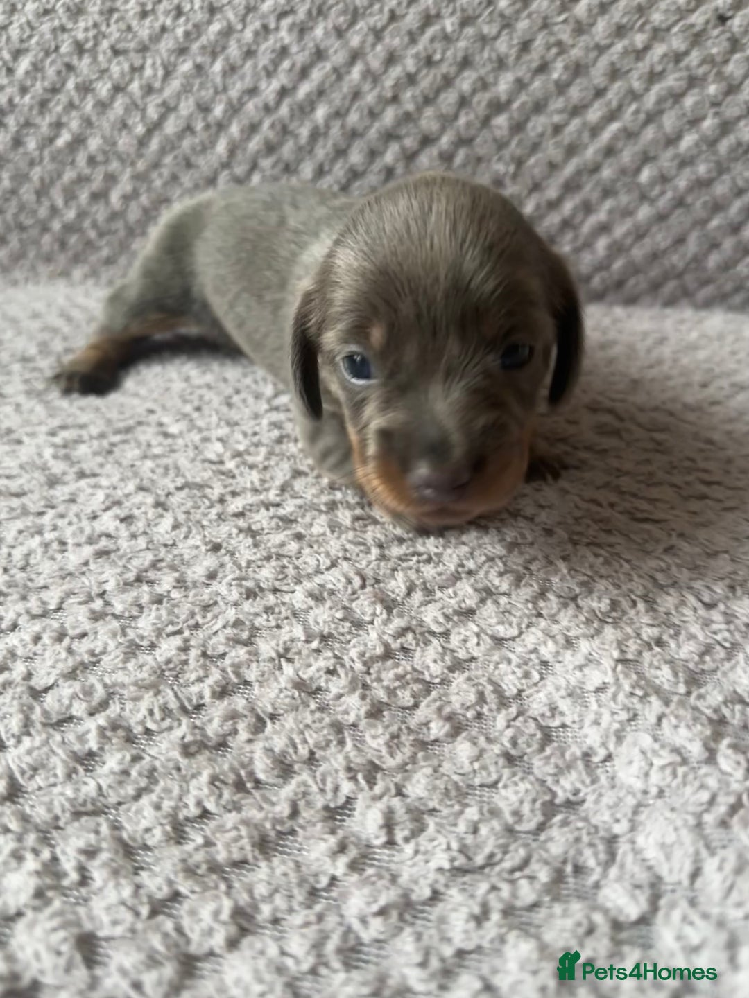 Dachshund dogs for sale: Beautiful litter of 3 KC Reg - Advert 3