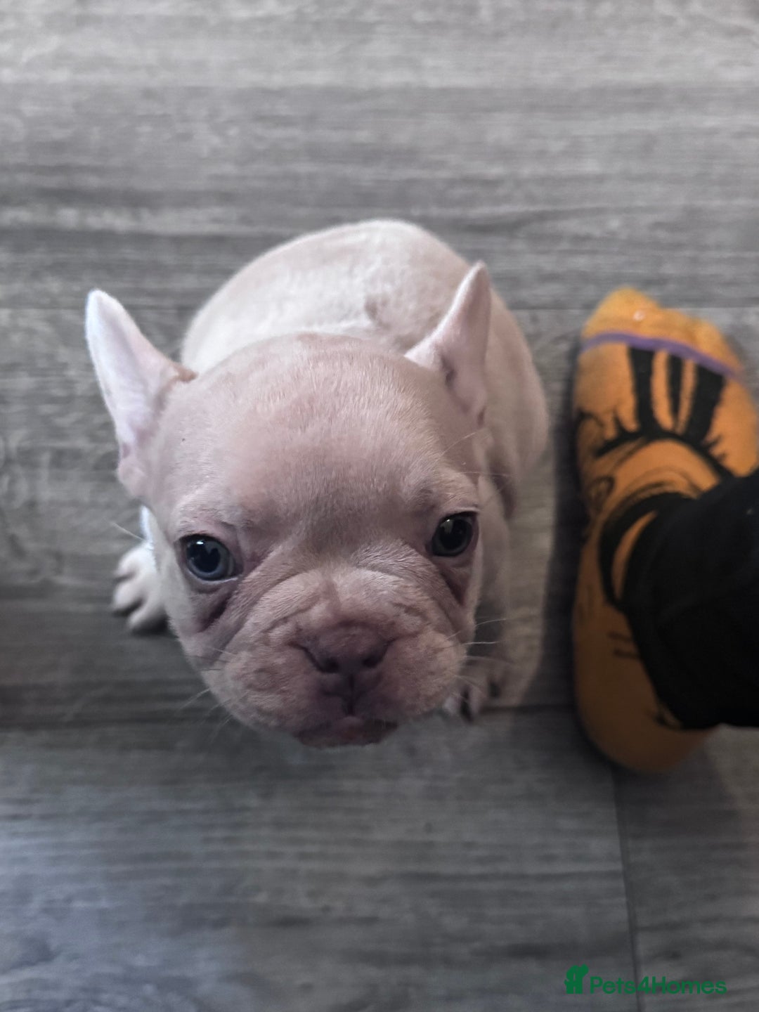 French Bulldog dogs for sale: 2 beautiful Frenchie puppies  - Advert 21