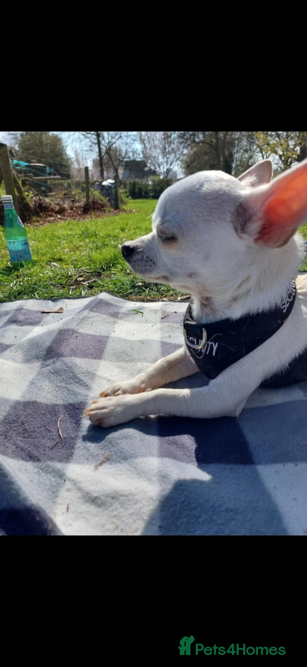 Chihuahua dogs for sale: Benny male chihuahua  - Advert 2