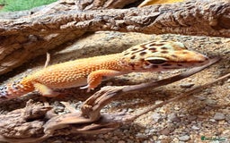 Leopard Gecko reptiles for sale: Leopard Gecko & Terrarium With All Equipment - Image 4