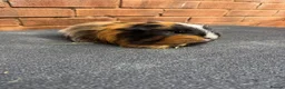 Guinea Pig rodents for sale: Guinea pigs looking for New Homes  - Advert 9