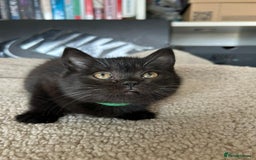 British Shorthair cats for sale: Champion GCCF Black British Shorthair Kittens - Image 4