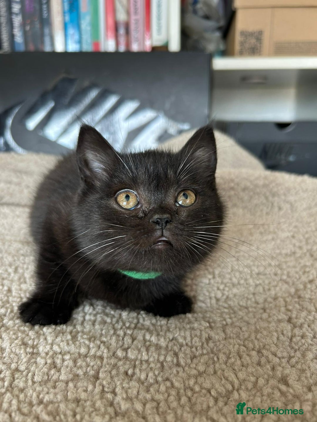 British Shorthair cats for sale: Champion GCCF Black British Shorthair Kittens - Image 4