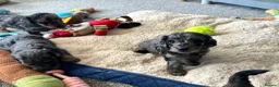 Doxiepoo dogs for sale: Stunning dachshund/poodle pups - Advert 20