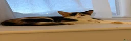 Mixed Breed cats for sale: Beautiful Tortoiseshell Female Kitten in Tonbridge - Advert 2