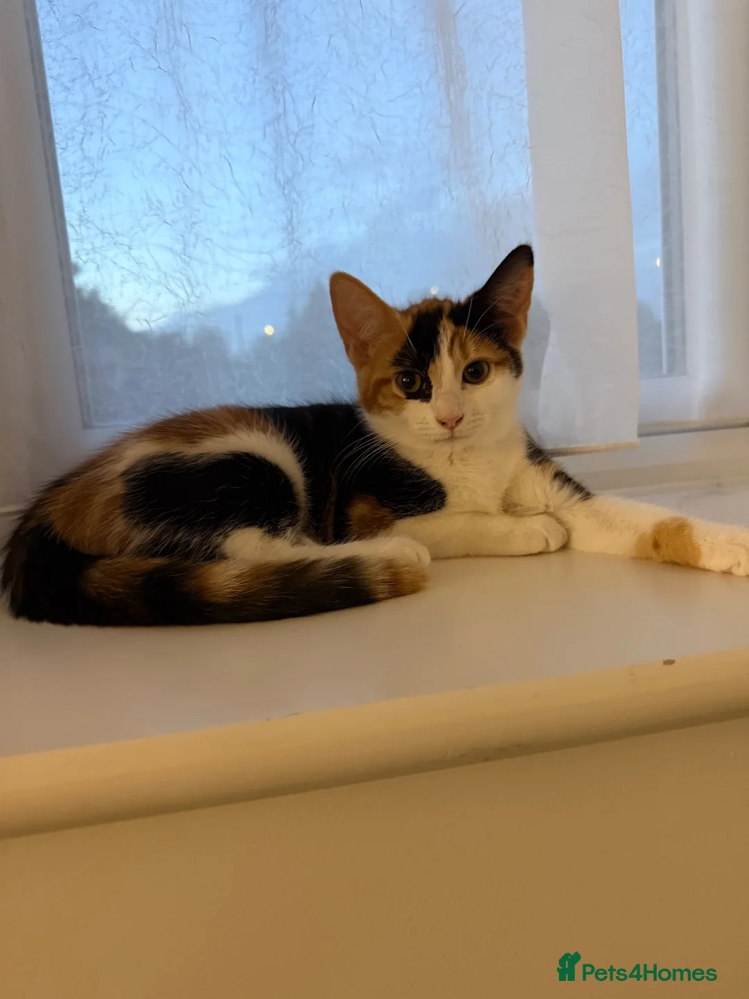 Mixed Breed cats for sale: Beautiful Tortoiseshell Female Kitten in Tonbridge - Advert 2