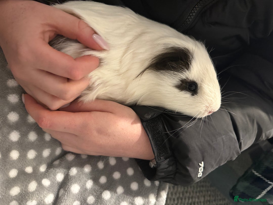 Guinea Pig rodents for sale: White male guinea pig  - Image 2