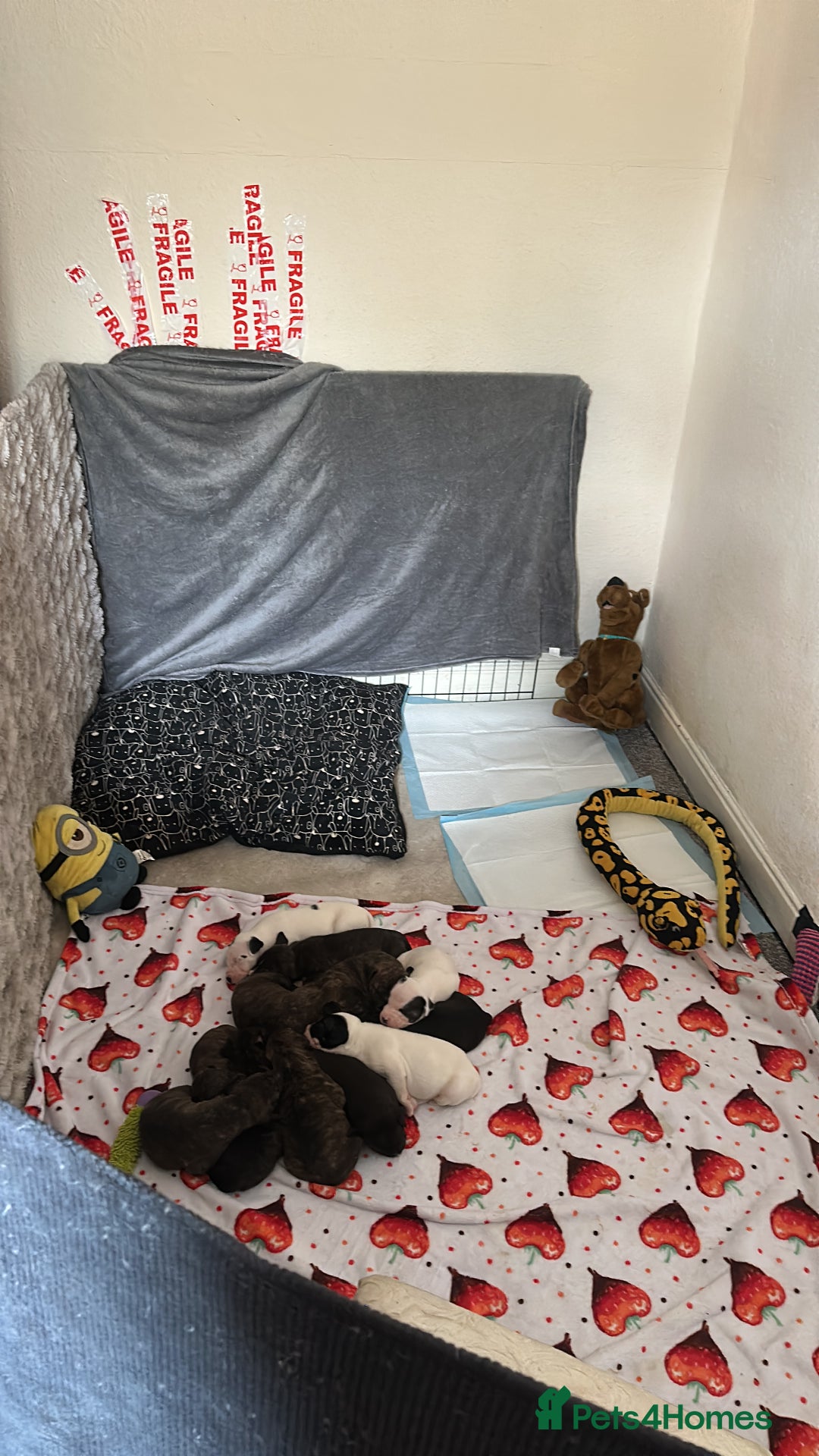 Mixed Breed dogs for sale: American bulldog staffy 🏡 - Image 19